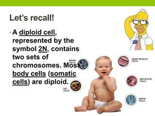 Let’s recall!
• A diploid cell,
represented by the
symbol 2N, contains
two sets of
chromosomes. Most
body cells (somatic
cells) are diploid.
 