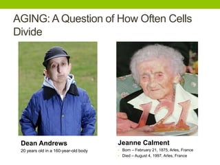 AGING: A Question of How Often Cells
Divide
Jeanne Calment
• Born – February 21, 1875, Arles, France
• Died – August 4, 1997, Arles, France
Dean Andrews
20 years old in a 160-year-old body
 