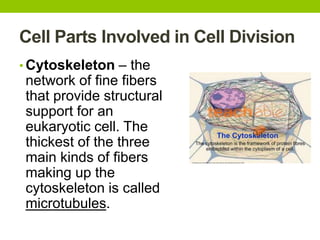 Cell Parts Involved in Cell Division
• Cytoskeleton – the
network of fine fibers
that provide structural
support for an
eukaryotic cell. The
thickest of the three
main kinds of fibers
making up the
cytoskeleton is called
microtubules.
 