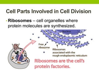 Cell Parts Involved in Cell Division
• Ribosomes – cell organelles where
protein molecules are synthesized.
 
