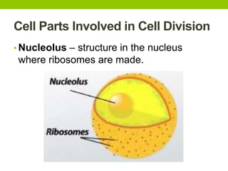 Cell Parts Involved in Cell Division
• Nucleolus – structure in the nucleus
where ribosomes are made.
 