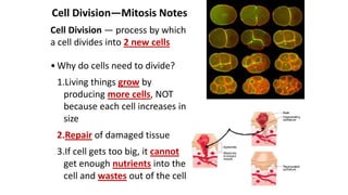 Mitosis lesson | PPTX
