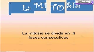 Mitosis 