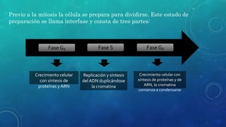 Previo a la mitosis la célula se prepara para dividirse. Este estado de
preparación se llama interfase y consta de tres partes:
Crecimiento celular
con síntesis de
proteínas y ARN
Replicación y síntesis
del ADN duplicándose
la cromatina
Crecimiento celular con
síntesis de proteínas y de
ARN, la cromatina
comienza a condensarse
Fase G₁ Fase G₂Fase S
 