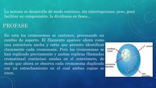 La mitosis se desarrolla de modo continuo, sin interrupciones, pero, para
facilitar su comprensión, la dividimos en fases…
PROFASE
En esta los cromosomas se contraen, provocando un
cambio de aspecto. El filamento aparece ahora como
una estructura ancha y corta que permite identificar
claramente cada cromosoma. Pero los cromosomas se
han replicado previamente y ambas replicas (llamadas
cromatinas) continúan unidas en el centrómero, de
modo que ahora se observa cada cromosoma duplicado
con un estrechamiento en el cual ambas copias se
unen.
 