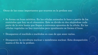 Otras de las cosas importantes que ocurren en la profase son:
• Se forma un huso mitótico. En las células animales lo hace a partir de los
centriolos que hay en el citocentro. Este se divide en dos alejándose cada
parte de la otra hasta que llegan a extremos opuestos de la célula. En las
células vegetales no hay centriolos pero igualmente se forma el huso.
• Desaparece el nucléolo o nucléolos en caso de que sean varios.
• Desaparece la envoltura nuclear o membrana nuclear. Esta desaparición
marca el fin de la profase.
 
