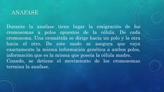 ANAFASE
Durante la anafase tiene lugar la emigración de los
cromosomas a polos opuestos de la célula. De cada
cromosoma. Una cromátida se dirige hacia un polo y la otra
hacia el otro. De este modo se asegura que vaya
exactamente la misma información genética a ambos polos,
información que es la misma que poseía la célula madre.
Cuando, se detiene el movimiento de los cromosomas
termina la anafase.
 