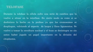 TELOFASE
Durante la telofase la célula sufre una serie de cambios que la
vuelve a situar en la interfase. En cierto modo es como si se
deshiciera lo hecho en la profase ya que los cromosomas se
despliegan, volviendo al aspecto de largos y finos ligamentos. Se
vuelve a tomar la envoltura nuclear y el huso se desintegra no sin
antes haber jugado un papel importante en la división del
citoplasma.
 