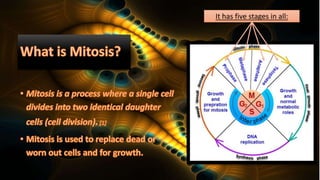 It has five stages in all:
 