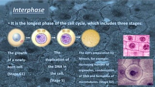 Mitosis