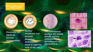 Prophase
 