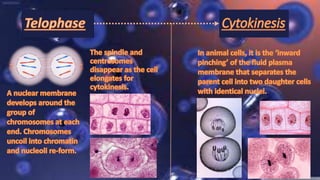 Mitosis