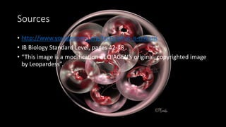 Sources
• http://www.yourgenome.org/facts/what-is-mitosis
• IB Biology Standard Level, pages 42-48
• “This image is a modification of QIAGEN’s original, copyrighted image
by Leopardess”.
 