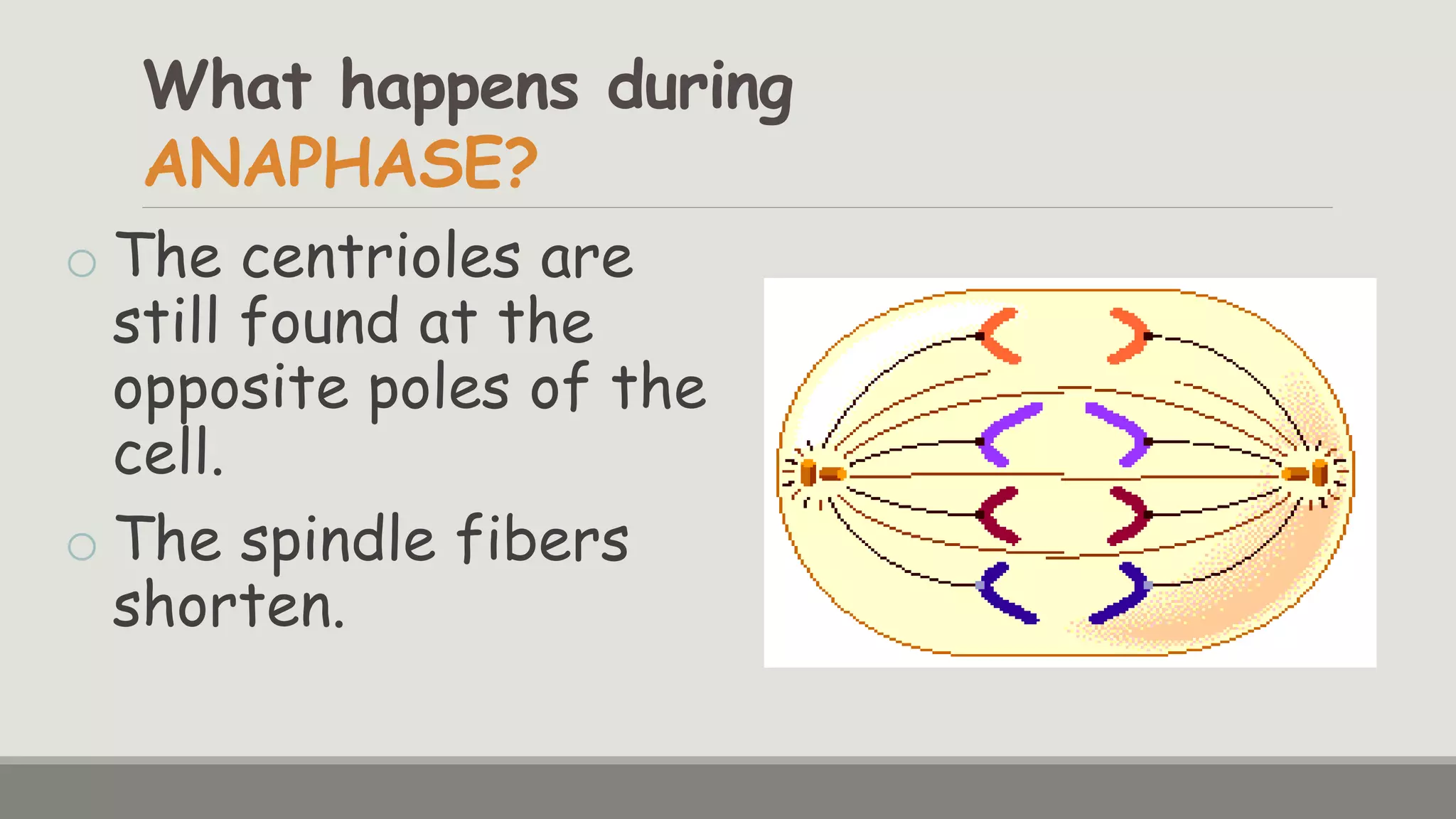 Mitosis for Your Final Demo | PPTX