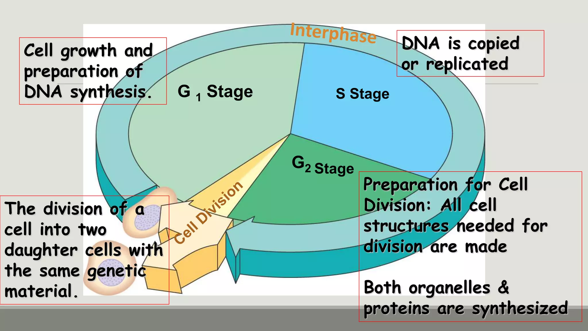 Mitosis for Your Final Demo | PPTX