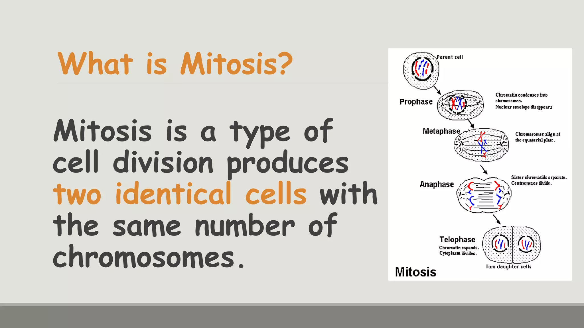 Mitosis for Your Final Demo | PPTX