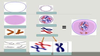 Mitosis for Your Final Demo | PPTX
