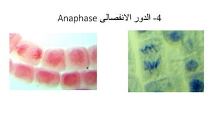 4-‫الدور‬‫االنفصالى‬Anaphase
 