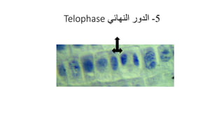5-‫النهائي‬ ‫الدور‬Telophase
 