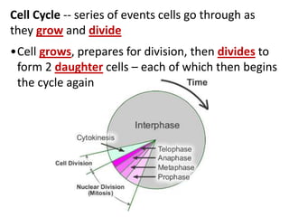 Cell Cycle -- series of events cells go through as
they grow and divide
•Cell grows, prepares for division, then divides to
form 2 daughter cells – each of which then begins
the cycle again
 