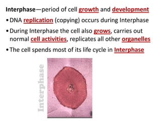 Interphase—period of cell growth and development
•DNA replication (copying) occurs during Interphase
•During Interphase the cell also grows, carries out
normal cell activities, replicates all other organelles
•The cell spends most of its life cycle in Interphase
 