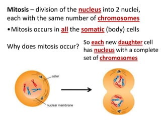 Mitosis – division of the nucleus into 2 nuclei,
each with the same number of chromosomes
•Mitosis occurs in all the somatic (body) cells
Why does mitosis occur?
So each new daughter cell
has nucleus with a complete
set of chromosomes
 