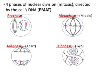 Anaphase—(Apart)
Prophase Metaphase—(Middle)
Telophase—(Two)Anaphase—(Apart)
• 4 phases of nuclear division (mitosis), directed
by the cell’s DNA (PMAT)
 