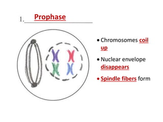  Chromosomes coil
up
 Nuclear envelope
disappears
 Spindle fibers form
Prophase
 