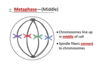  Chromosomes line up
in middle of cell
 Spindle fibers connect
to chromosomes
Metaphase—(Middle)
 
