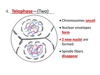  Chromosomes uncoil
 Nuclear envelopes
form
 2 new nuclei are
formed
 Spindle fibers
disappear
Telophase—(Two)
 