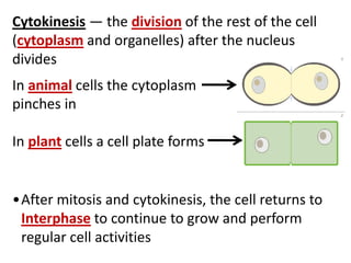 Cytokinesis — the division of the rest of the cell
(cytoplasm and organelles) after the nucleus
divides
In animal cells the cytoplasm
pinches in
In plant cells a cell plate forms
•After mitosis and cytokinesis, the cell returns to
Interphase to continue to grow and perform
regular cell activities
 