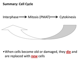 Summary: Cell Cycle
Interphase Mitosis (PMAT) Cytokinesis
•When cells become old or damaged, they die and
are replaced with new cells
 