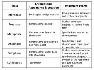 Phase
Chromosome
Appearance & Location
Important Events
Interphase
Prophase
Metaphase
Anaphase
Telophase
Cytokinesis
DNA replication, cell grows
and replicates organelles
Nuclear envelope
disappears, spindle fibers
form
DNA copies itself; chromatin
Chromosomes coil up
Chromosomes line up in
the middle
Spindle fibers connect to
chromosomes
Chromosome copies divide
and move apart
Spindle fibers pull
chromosome copies apart
to opposite poles
Chromosomes uncoil back
into chromatin
Nuclear envelopes reform,
2 new nuclei are formed,
spindle fibers disappear
Division of the rest of the
cell: cytoplasm and
organelles
Chromatin
 
