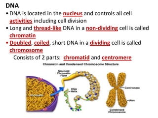 DNA
• DNA is located in the nucleus and controls all cell
activities including cell division
• Long and thread-like DNA in a non-dividing cell is called
chromatin
• Doubled, coiled, short DNA in a dividing cell is called
chromosome
Consists of 2 parts: chromatid and centromere
 