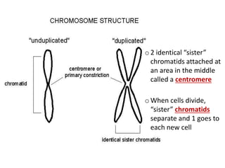 o 2 identical “sister”
chromatids attached at
an area in the middle
called a centromere
o When cells divide,
“sister” chromatids
separate and 1 goes to
each new cell
 