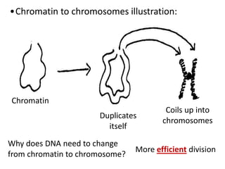 Chromatin
Duplicates
itself
Coils up into
chromosomes
•Chromatin to chromosomes illustration:
Why does DNA need to change
from chromatin to chromosome?
More efficient division
 