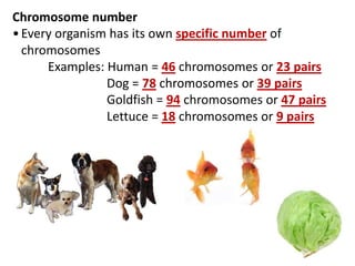 Chromosome number
•Every organism has its own specific number of
chromosomes
Examples: Human = 46 chromosomes or 23 pairs
Dog = 78 chromosomes or 39 pairs
Goldfish = 94 chromosomes or 47 pairs
Lettuce = 18 chromosomes or 9 pairs
 
