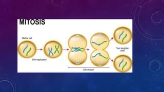 Mitosis | PPTX