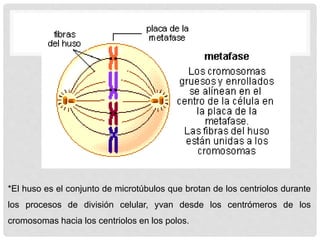 *El huso es el conjunto de microtúbulos que brotan de los centriolos durante
los procesos de división celular, yvan desde los centrómeros de los
cromosomas hacia los centriolos en los polos.
 