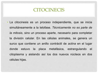 CITOCINECIS
• La citocinesis es un proceso independiente, que se inicia
simultáneamente a la telofase. Técnicamente no es parte de
la mitosis, sino un proceso aparte, necesario para completar
la división celular. En las células animales, se genera un
surco que contiene un anillo contráctil de actina en el lugar
donde estuvo la placa metafásica, estrangulando el
citoplasma y aislando así los dos nuevos núcleos en dos
células hijas.
 