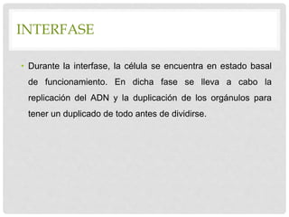 INTERFASE
• Durante la interfase, la célula se encuentra en estado basal
de funcionamiento. En dicha fase se lleva a cabo la
replicación del ADN y la duplicación de los orgánulos para
tener un duplicado de todo antes de dividirse.
 