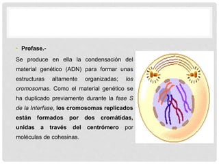 • Profase.-
Se produce en ella la condensación del
material genético (ADN) para formar unas
estructuras altamente organizadas; los
cromosomas. Como el material genético se
ha duplicado previamente durante la fase S
de la Interfase, los cromosomas replicados
están formados por dos cromátidas,
unidas a través del centrómero por
moléculas de cohesinas.
 