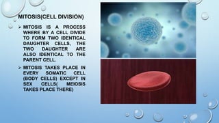 MITOSIS(CELL DIVISION)
 MITOSIS IS A PROCESS
WHERE BY A CELL DIVIDE
TO FORM TWO IDENTICAL
DAUGHTER CELLS, THE
TWO DAUGHTER ARE
ALSO IDENTICAL TO THE
PARENT CELL.
 MITOSIS TAKES PLACE IN
EVERY SOMATIC CELL
(BODY CELLS) EXCEPT IN
SEX CELLS( MEIOSIS
TAKES PLACE THERE)
 