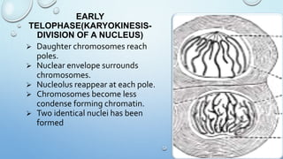 EARLY
TELOPHASE(KARYOKINESIS-
DIVISION OF A NUCLEUS)
 Daughter chromosomes reach
poles.
 Nuclear envelope surrounds
chromosomes.
 Nucleolus reappear at each pole.
 Chromosomes become less
condense forming chromatin.
 Two identical nuclei has been
formed
 