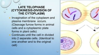 LATE TELOPHASE
(CYTOKINESIS-DIVISION OF
THE CYTOPLASM)
 Invagination of the cytoplasm and
plasma membrane occurs.
(Cleavage furrow forms in animal
cells and a cytoplasmic plate
forms in plant cells)
 Continues until the cell in divided
into 2 separate cells. (Identical to
one another and to the original
cell)
 