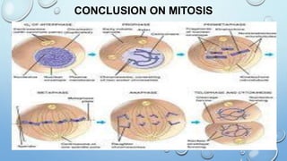 CONCLUSION ON MITOSIS
 