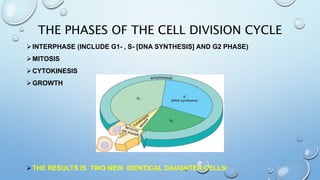 THE PHASES OF THE CELL DIVISION CYCLE
INTERPHASE (INCLUDE G1- , S- [DNA SYNTHESIS] AND G2 PHASE)
MITOSIS
CYTOKINESIS
GROWTH
THE RESULTS IS TWO NEW IDENTICAL DAUGHTER CELLS
 
