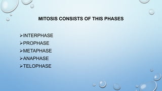 MITOSIS CONSISTS OF THIS PHASES
INTERPHASE
PROPHASE
METAPHASE
ANAPHASE
TELOPHASE
 