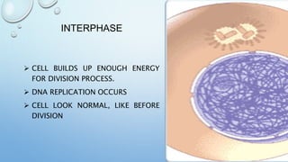 INTERPHASE
 CELL BUILDS UP ENOUGH ENERGY
FOR DIVISION PROCESS.
 DNA REPLICATION OCCURS
 CELL LOOK NORMAL, LIKE BEFORE
DIVISION
 