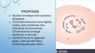 PROPHASE
 Nuclear envelope and nucleolus
disappear.
 Chromatin become more tightly
coiled, and condenses into
individual chromosomes.
Chromosomes arrange
randomly in the cell.
 Centrioli move to opposite
poles, with spindle fibers
stretching between them.
 